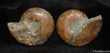 Inch Desmoceras Ammonite Pair #510-1